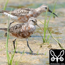 サルハマシギ夏羽から冬羽へ。オスと思われます。