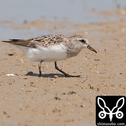 トウネン夏羽から冬羽へ。
