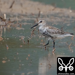 今季初のハマシギは幼鳥でした。第1回冬羽へ換羽中。