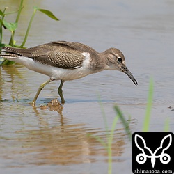 イソシギ幼羽から第1回冬羽へ。幼鳥は今季初確認。