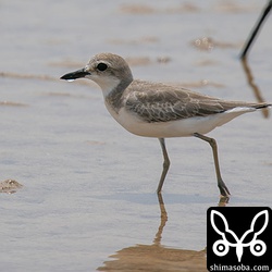 オオメダイチドリ。幼羽から第1回冬羽へ換羽中。