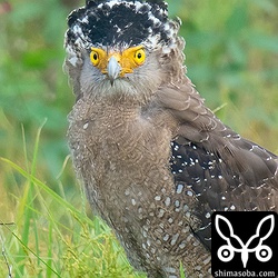 カラスが7羽ほど集まってきて追い払った直後のカンムリワシ。冠羽が広がり興奮しています。