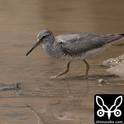 キアシシギ成鳥。夏羽後期。