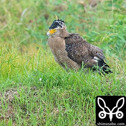 遠巻きにするカラスを威嚇するカンムリワシ。