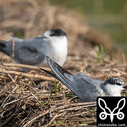 クロハラアジサシ冬羽へ換羽中。足を怪我しているようで、うまく歩けないようでしたが、餌取りなどには影響しないでしょう。