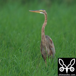 幼羽が少なくなってきたムラサキサギ。