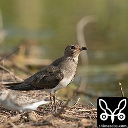 ツバメチドリ幼羽から第1回冬羽へ。