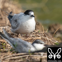 前方からアジサシ。