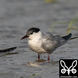 クロハラアジサシ夏羽から冬羽へ。