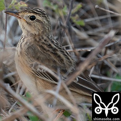 コマミジロタヒバリの識別はマミジロタヒバリと比べて、くちばしが細くとがり中雨覆の軸斑がとがらず、眉斑が不明瞭とのこと。鳴き声もマミジロタヒバリのように力強い感じではありませんでした。