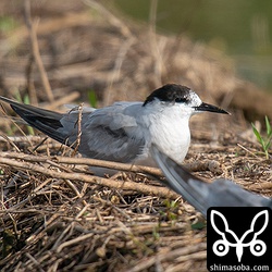 アジサシは手前のクロハラアジサシと比較するとずいぶんと大柄です。