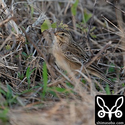 全体のプロポーション。コマミジロタヒバリはマミジロタヒバリより尾羽が短く、立ち姿をとらなかった。