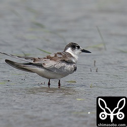 クロハラアジサシ幼羽から第1回冬羽へ。