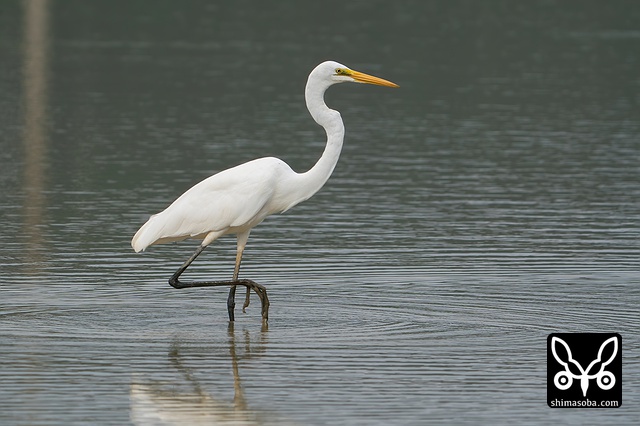 チュウダイサギ