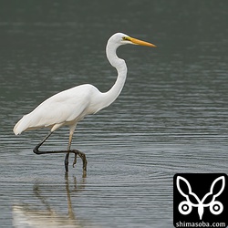 水が張られた田んぼにチュウダイサギ 。亜種ダイサギも見たいですね。