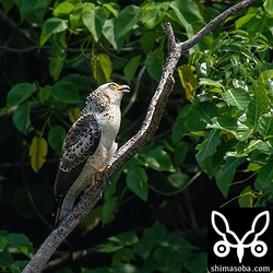幼鳥は林縁部に出ていたのですが、頭上で鳴く親鳥を気にしています。そ嚢がパンパンに膨らんでいるので餌は十分に食べているようです。