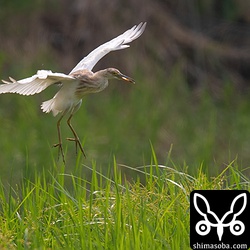 止まり木から休耕田に降り立つジャワアカガシラサギ。