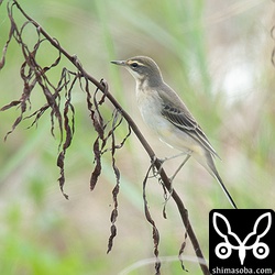 マミジロツメナガセキレイ幼羽から第1回冬羽へ換羽中。