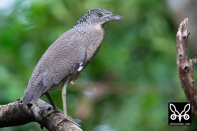 ズグロミゾゴイ