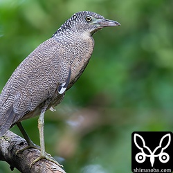 美しいズグロミゾゴイ幼鳥。成鳥もきれいですが幼鳥のこの模様もいいですね。