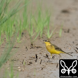 マミジロツメナガセキレイのオス成鳥。