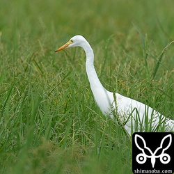 草むらのチュウサギ。石垣島ではあまり多くありませんが、ここのサギエリアには複数羽滞在しています。