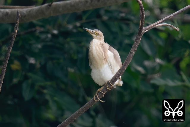 ジャワアカガシラサギ