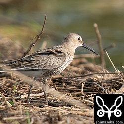 ハマシギ幼鳥。今年はまだ成鳥が現れません。