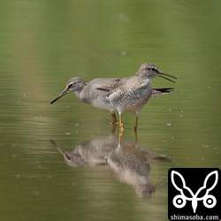 キアシシギ成鳥の夏羽後期(手前)と幼鳥。