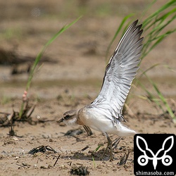 メダイチドリ幼鳥。大潮満潮の時間帯だったので田んぼに避難してきたようです。