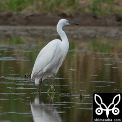 一年中いるコサギ。繁殖はしていないようです。