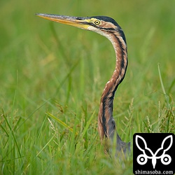 草むらからムラサキサギが頭だけ出していました。こちらはカメからヘビから鳥からなんでも食う悪食です。