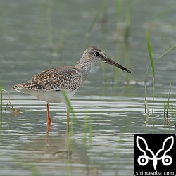 アカアシシギ幼鳥。第1回冬羽が少しだけ見えています。
