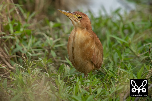 リュウキュウヨシゴイ