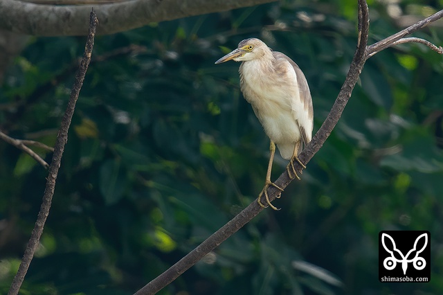 ジャワアカガシラサギ
