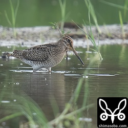 チュウジシギ幼鳥。