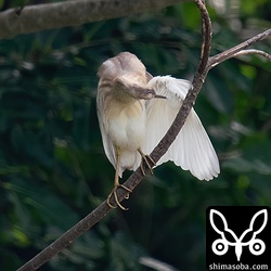 羽繕い。翼の先端まで白いです。