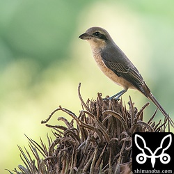 シマアカモズ第1回冬羽。ソテツの上から獲物を狙っているようでした。