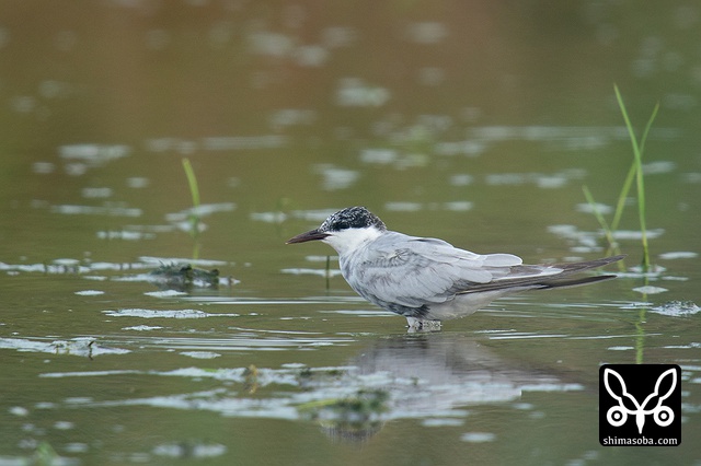クロハラアジサシ