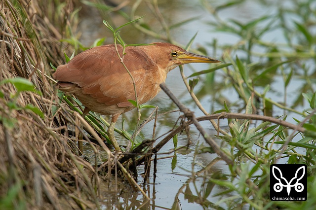 リュウキュウヨシゴイ