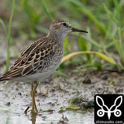 ヒバリシギ幼羽。美しいですね。
