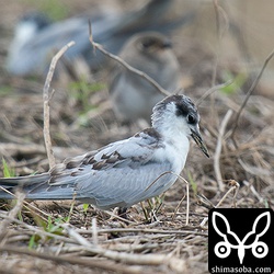 クロハラアジサシ幼鳥。第1回冬羽へ換羽中。