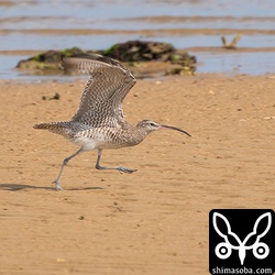 助走をつけるチュウシャクシギ。