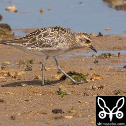 ムナグロ成鳥冬羽。