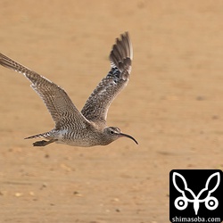 チュウシャクシギは沖縄本島では大量に越冬しますが、石垣島では少ないですねー。