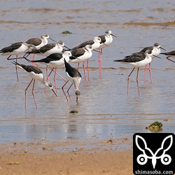 セイタカシギの群れ。渡ってきたばかりなのかピリピリしていました。