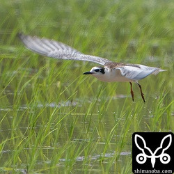 獲物を求めて飛び立ちました。