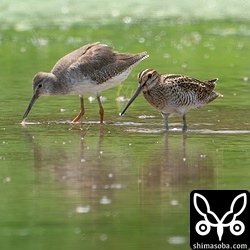 チュウジシギ(手前)とアカアシシギ。