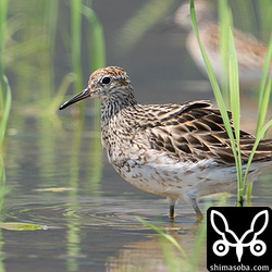 ウズラシギ成鳥。夏羽から冬羽へ。