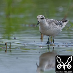 胸のあたりにごくわずかに褐色が残っています。夏羽も見てみたいですねー。